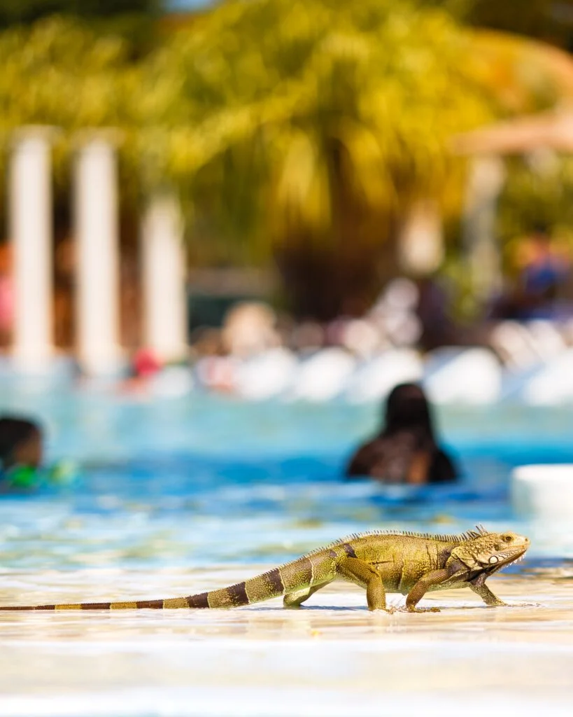 People in Pool